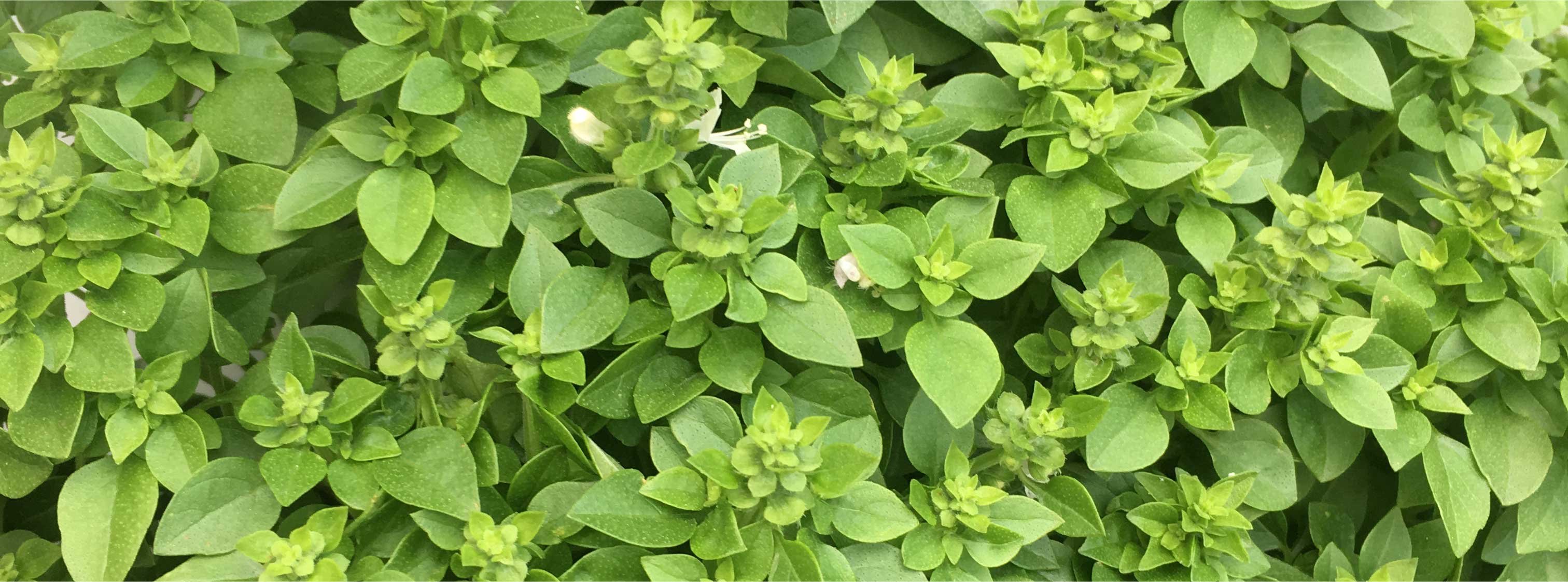 leafs from grow tower